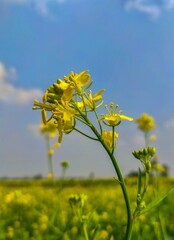 Close up photography of yellow mustard flower blooming on village agricultural field.