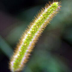 Close up view of the hood canarygrass