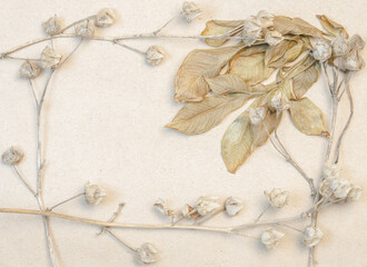 Macro photo of dried beige hollyhock buds and dry leaves forming frame on kraft paper