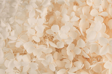Elegant botanical macro shot of blooming beige and white hydrangea flowers in detail