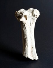 Single, light-colored bone fragment, upright on dark background
