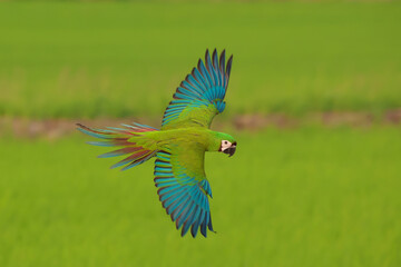 Chestnut-fronted macaw parrot flying on the rice fields. Free flying bird