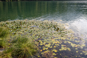 Lush lily pads floating on calm lake waters surrounded by greenery in a serene nature setting