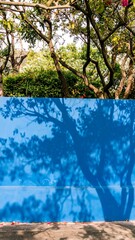 Blue wall with tree shadows