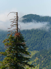 Obraz premium Tranquil View of Fog-Covered Hills and Forest