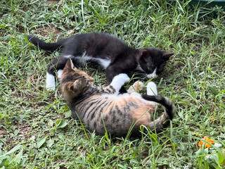 Two kittens play together on grass with curious expressions and gentle movements. Animal life, companionship, and behavior representing fun, interaction and friendship in natural outdoor environment.