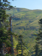 Obraz premium Tranquil View of Fog-Covered Hills and Forest