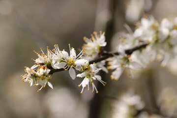 Blackthorn (Prunus spinosa) in blossom. Taken in March near Salisbury, England.