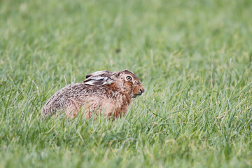 Brown Hare (Lepus europaeus). Taken in March near Salisbury, England.