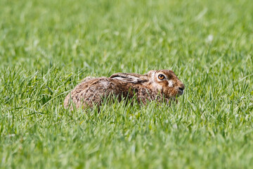 Brown Hare (Lepus europaeus). Taken in March near Salisbury, England.