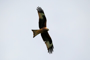 Red Kite (Milvus milvus) in flight. Taken near Salisbury, England.