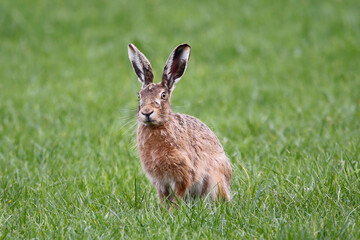 Brown Hare (Lepus europaeus). Taken in March near Salisbury, England.