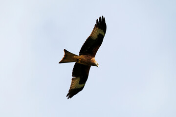 Red Kite (Milvus milvus) in flight. Taken near Salisbury, England.