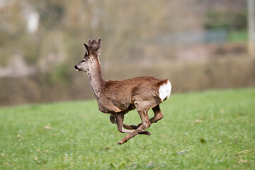 Roe Deer (Capreolus capreolus). Taken near Salisbury, England.