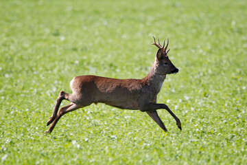 Roe Deer (Capreolus capreolus). Taken near Salisbury, England.