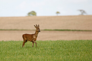 Roe Deer (Capreolus capreolus). Taken near Salisbury, England.