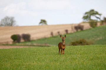Roe Deer (Capreolus capreolus). Taken near Salisbury, England.