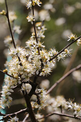 Blackthorn (Prunus spinosa) in blossom. Taken in March near Salisbury, England.