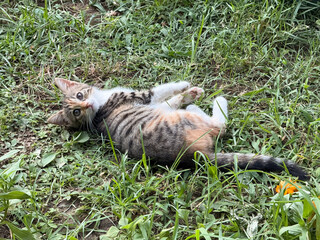 Tabby kitten lies on grass with curious look and relaxed posture. Animal portrait, innocence, and companionship symbolizing nature, play and presence of domestic pet outdoors.