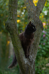 Little kitten on a tree branch. Elegant and beautiful kitten trying to climb a tree.