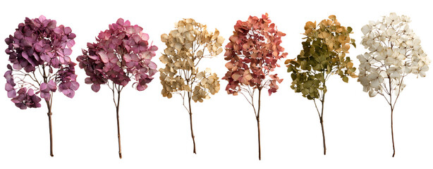 set / collection of delicate dry hydrangea flowers iolated over a transparent ackground, feminine natura autumn, garden, boho or wdding scene design element, top view / flat lay, PNG
