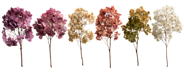 set / collection of delicate dry hydrangea flowers iolated over a transparent ackground, feminine natura autumn, garden, boho or wdding scene design element, top view / flat lay, PNG