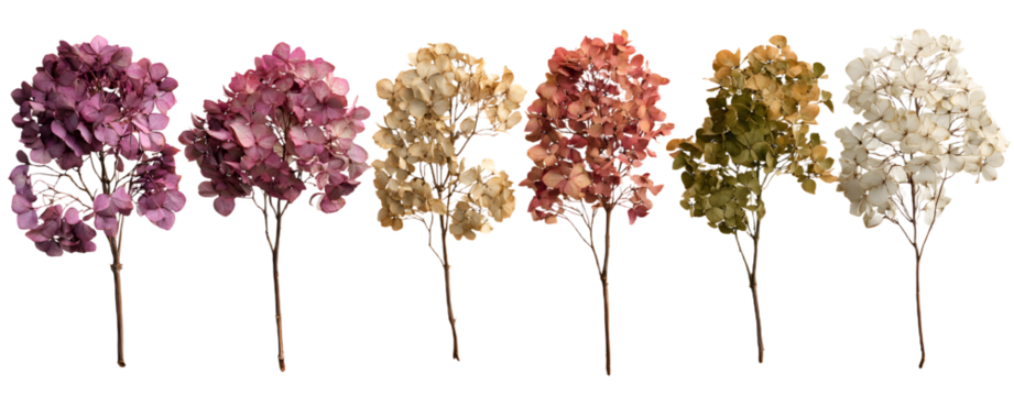 set / collection of delicate dry hydrangea flowers iolated over a transparent ackground, feminine natura autumn, garden, boho or wdding scene design element, top view / flat lay, PNG