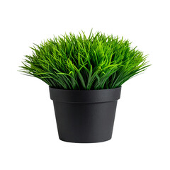 Artificial green grass in a black pot isolated. Transparent PNG image. 