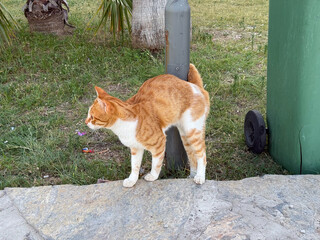 Orange and white cat stands near trash bin and pole in grassy area. Urban animal life,...
