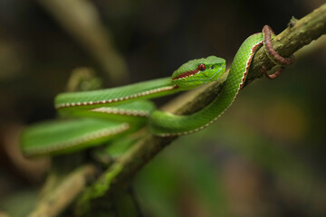 green Trimeresurus popeiorum snack on a branch