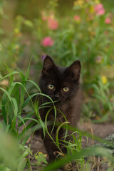 Cheerful young black cat posing in the green grass on sunset lights. Young black cat on sunny day outdoors.