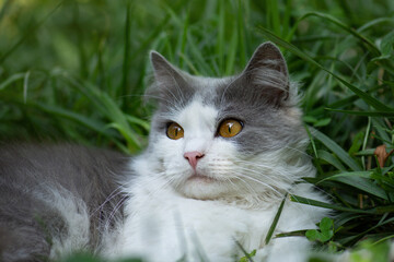 Safe space for cat walks concept photo. Creating a safe garden for walking pets