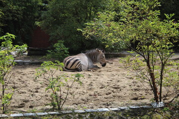 zebra eating grass
