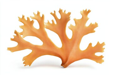 Obraz premium Coral sea ocean marine aquatic nature reef branching ornament tropical underwater coral shaped specimen isolated on white background for marine decor