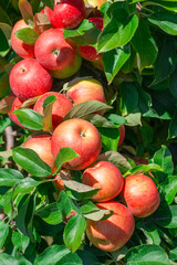 red apples on the tree in harvest season