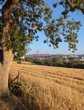 Golden Wheat Field and Mature Tree with View of 25 de Abril Bridge and Lisbon Cityscape in Portugal under Clear Blue Sky