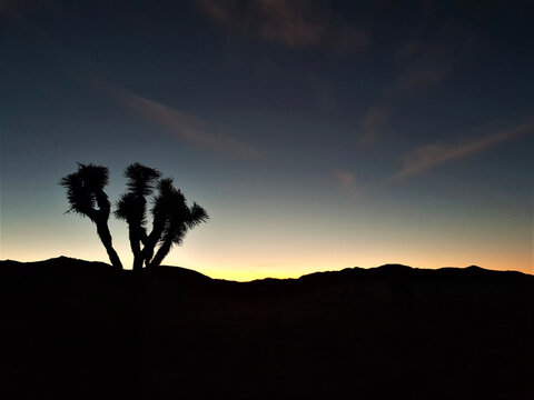Joshua Tree Silhouette Against Glowing Sunset Horizon with Mountainous Desert Landscape