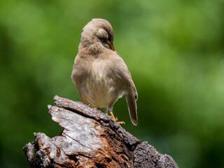 木にとまるムクドリ