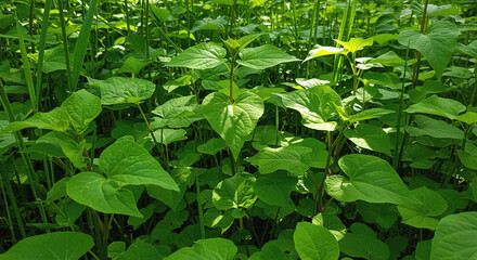 Obraz premium Lush Green Foliage Vibrant Leaf Texture leaves plant nature back