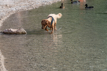 Dog plays in shallow water while ducks swim nearby in a natural setting during a sunny afternoon