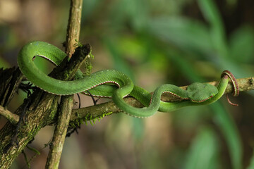 green Trimeresurus popeiorum snack on a branch