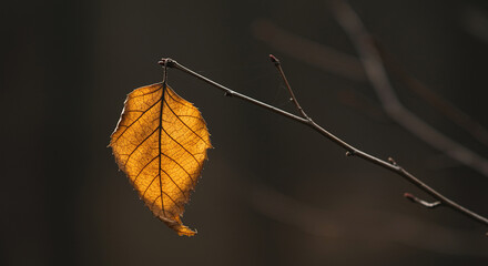 Obraz premium Single Dried Leaf on Branch Autumn Nature fall single leaf brown