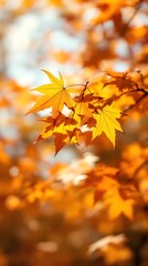 Autumn leaves background wallpaper hd fall foliage japanese maple tree vibrant colors seasonal nature photography