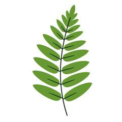 A single vibrant green fern frond with multiple oval shaped leaves arranged symmetrically along a central stem isolated on a white background
