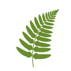 A single vibrant green fern frond with delicate leaflets elegantly unfurling against a clean white background