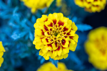Bright yellow marigold flowers bloom vibrantly in a garden setting during the sunny daytime hours of spring