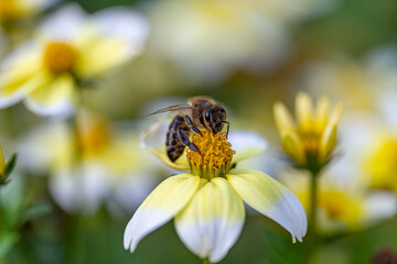 Close-up of a bee collecting pollen from a yellow flower in a garden during spring afternoon