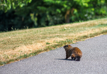 Groundhog sitting on asphalt road in summer park