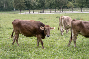 Cows grazing in a lush green pasture near a quiet country road on a calm afternoon