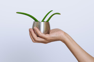Three small green aloe vera leaves in jar in hand on light surface. Antioxidants, organic healing
